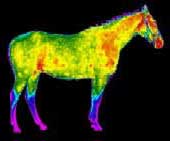 Equines